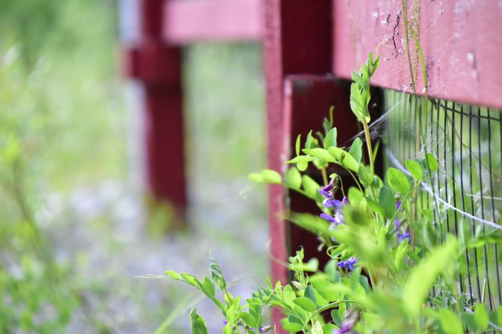 grillage pour votre jardin