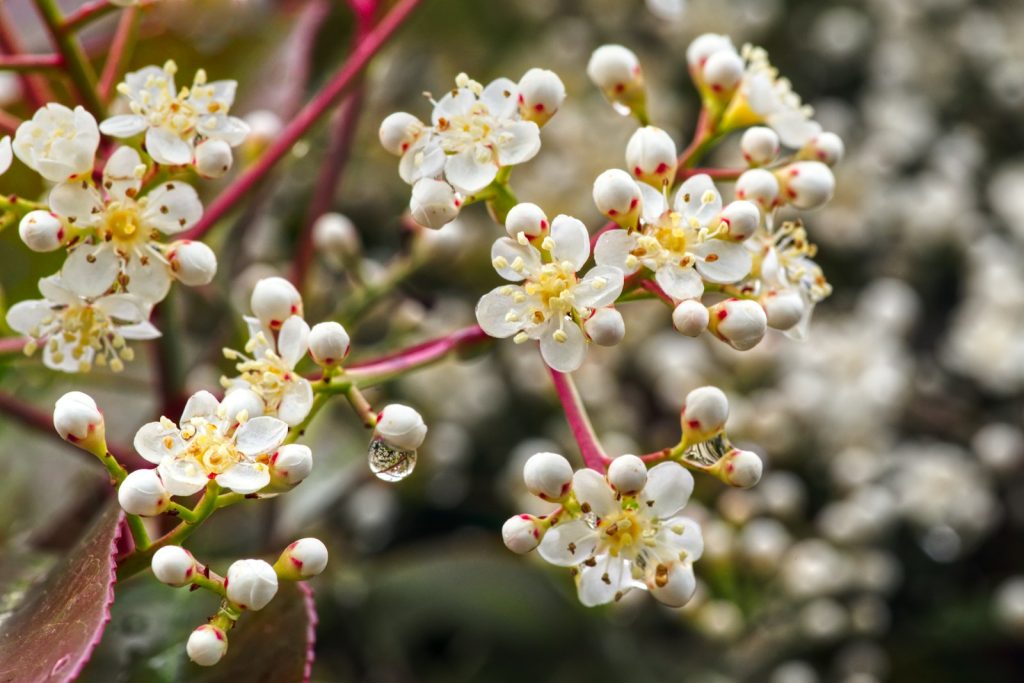 les haies de photinia