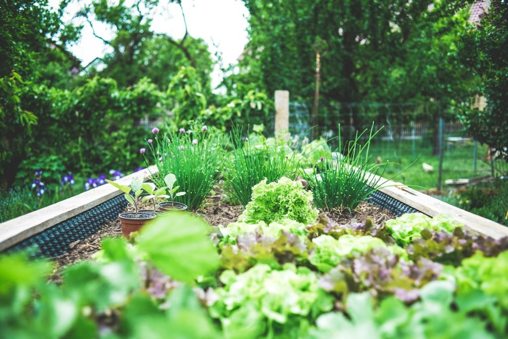 un carré potager