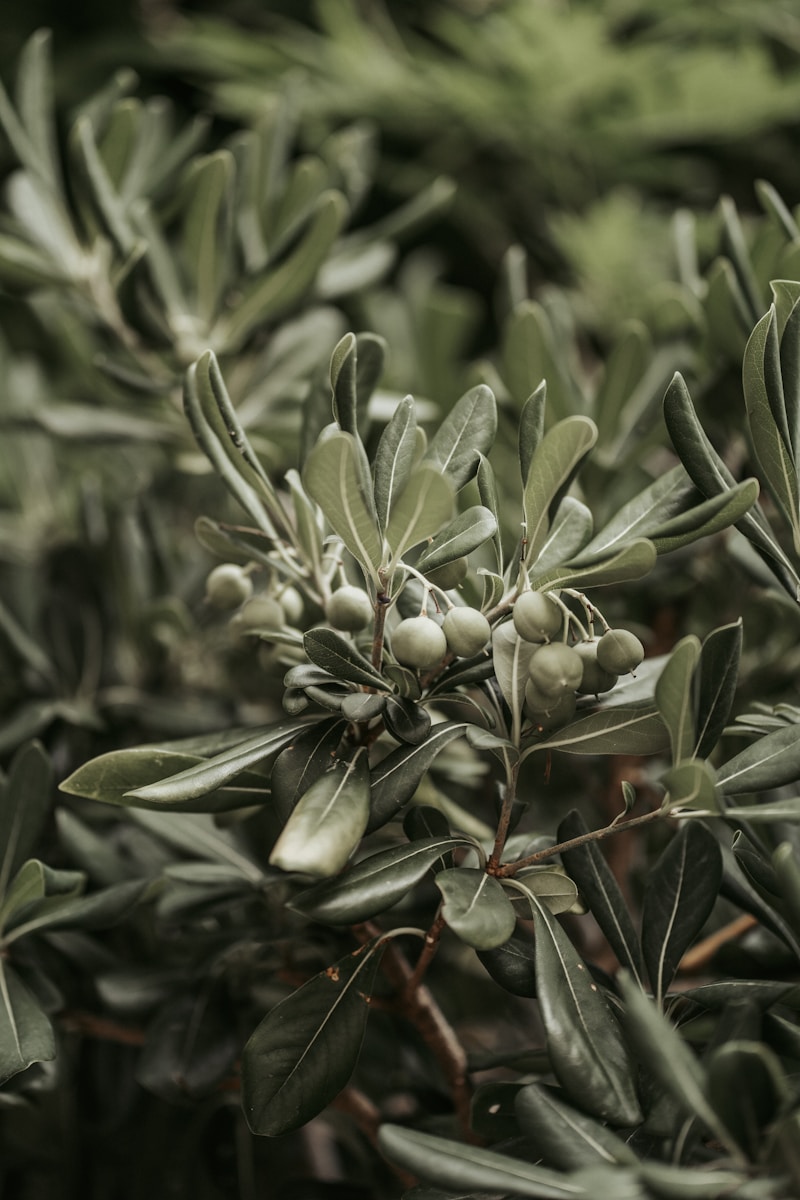 olivier nain pour jardin