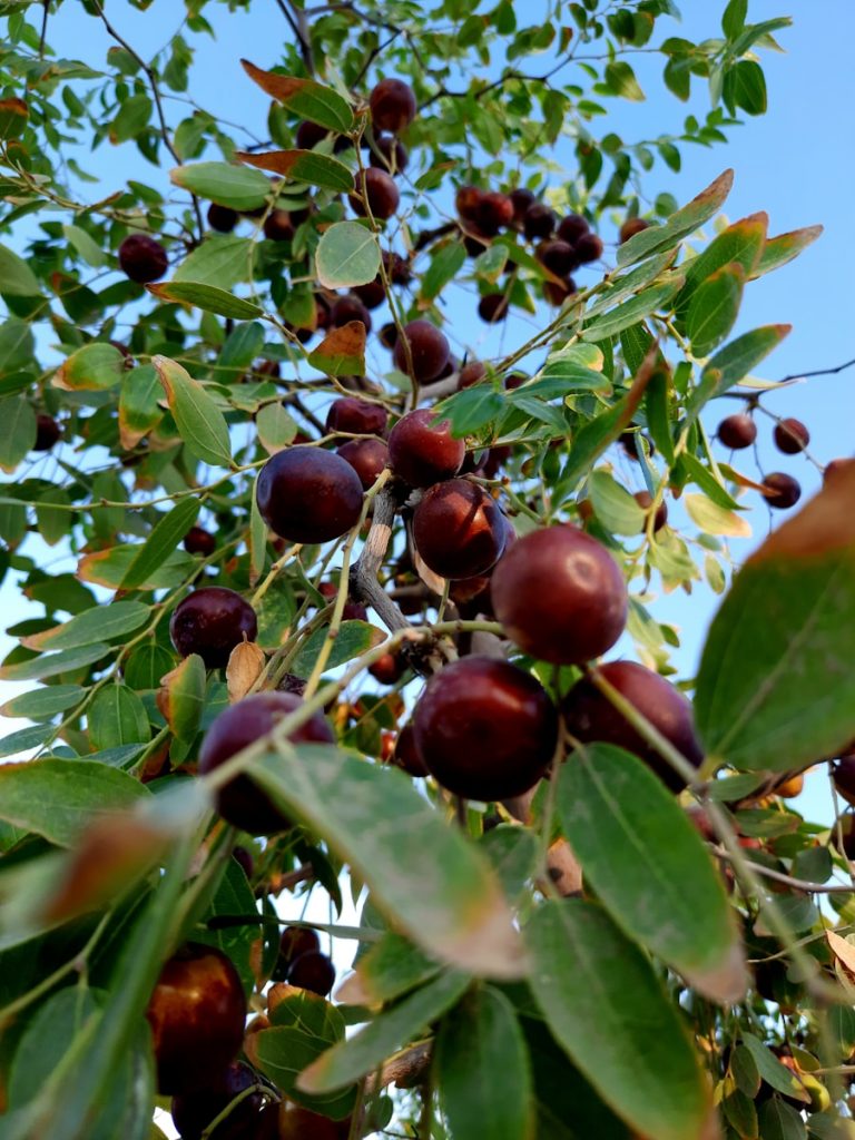 le jujubier jardin