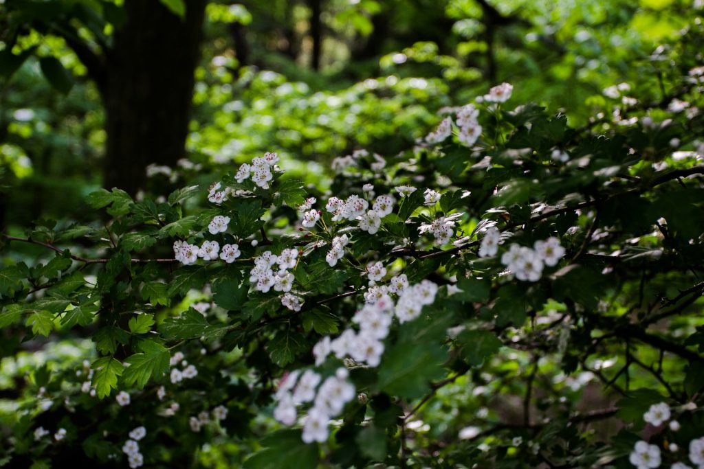 haie de fleurs blanches