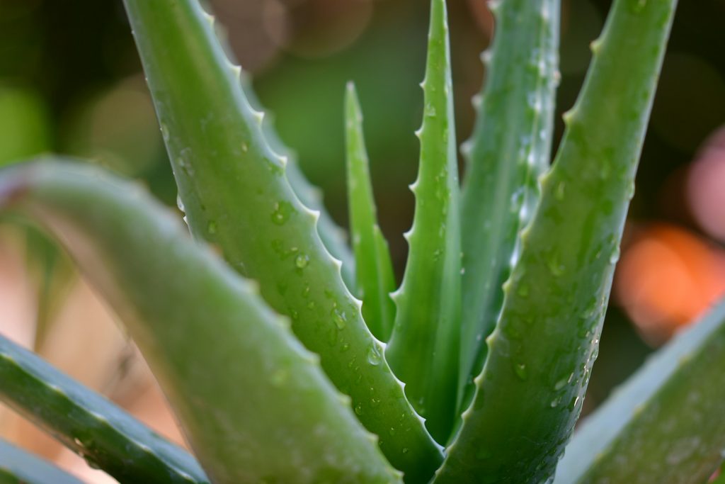 l'aloe vera