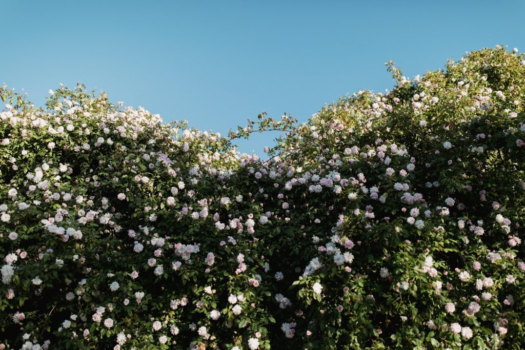 arbuste fleuri jardin