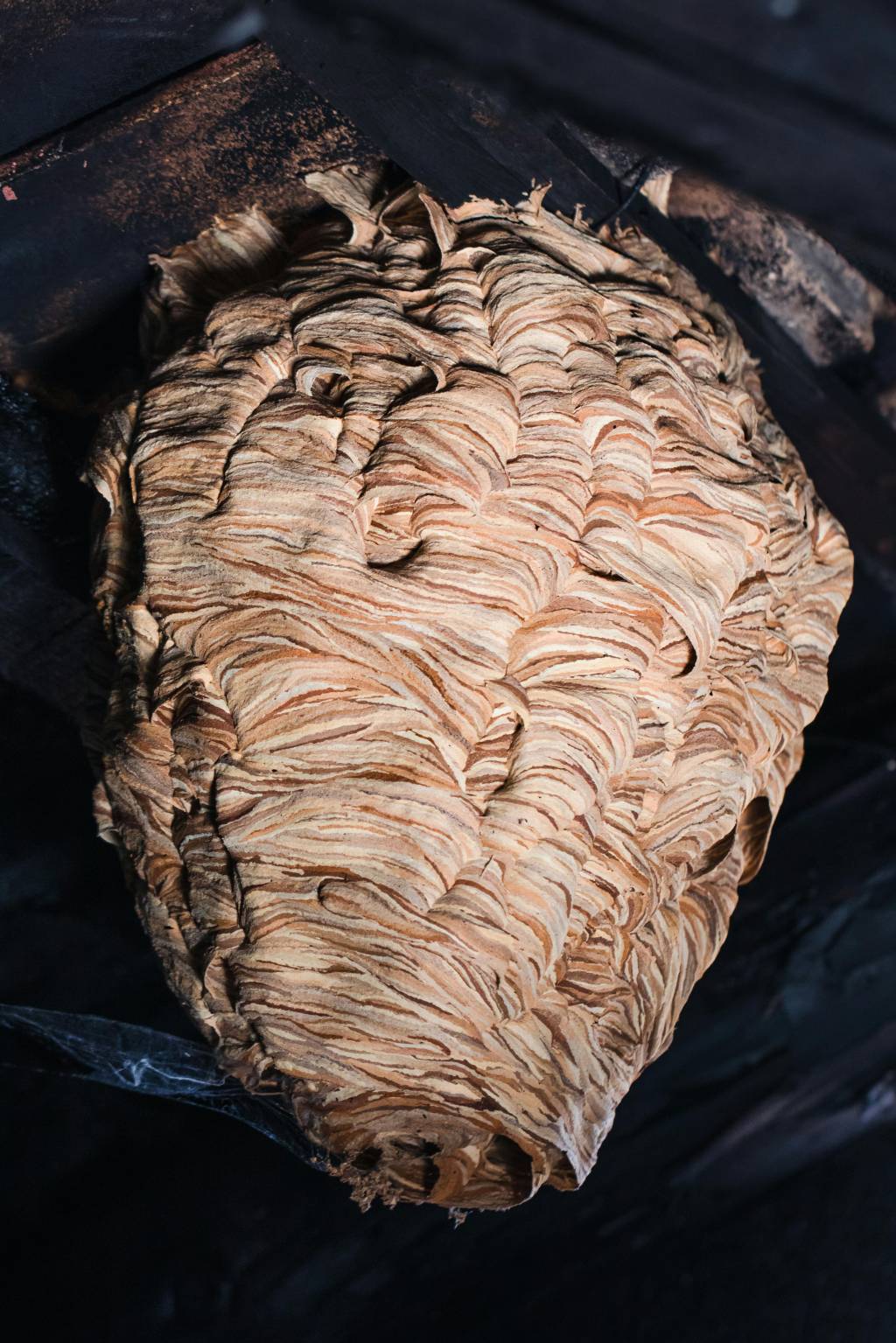 Témoignages de clients satisfaits de la destruction de nids de guêpes à Lyon
