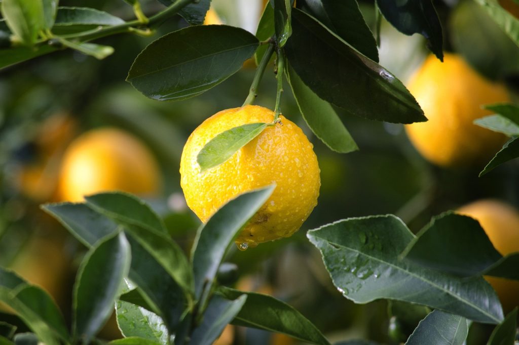 agriculture, lemon, fruit