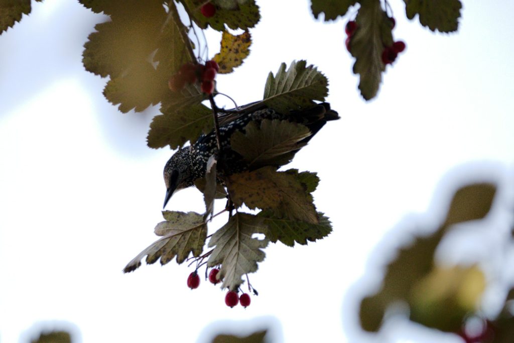 a bird sitting on top of a tree branch